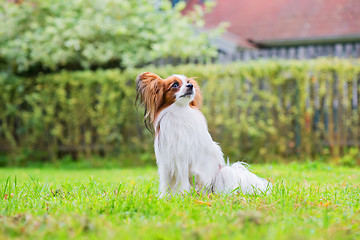 Image showing Portrait of a papillon purebreed dog