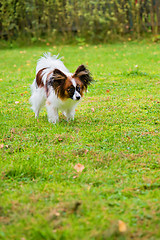 Image showing Portrait of a papillon purebreed dog