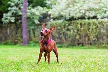 Image showing Portrait of a red miniature pinscher dog