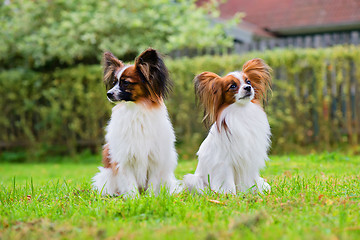 Image showing Portrait of a papillon purebreed dogs