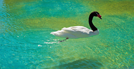 Image showing Black necked swan