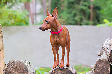 Image showing Portrait of a red miniature pinscher dog