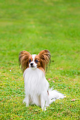 Image showing Portrait of a papillon purebreed dog