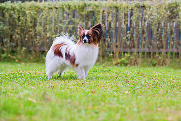 Image showing Portrait of a papillon purebreed dog