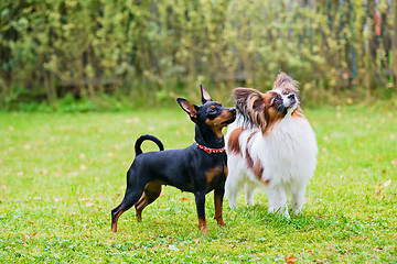 Image showing Miniature pinscher and papillon purebreed dogs