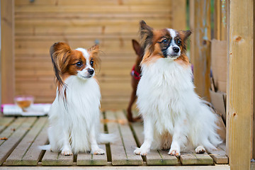 Image showing Portrait of a papillon purebreed dogs