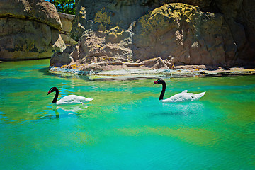 Image showing Two black-necked swans