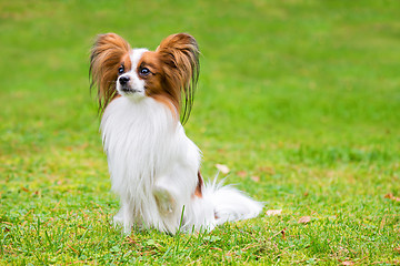 Image showing Portrait of a papillon purebreed dog