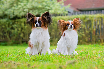 Image showing Portrait of a papillon purebreed dogs