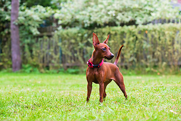 Image showing Portrait of a red miniature pinscher dog