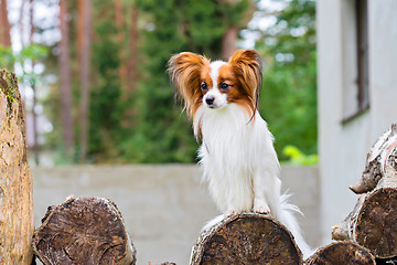 Image showing Portrait of a papillon purebreed dog