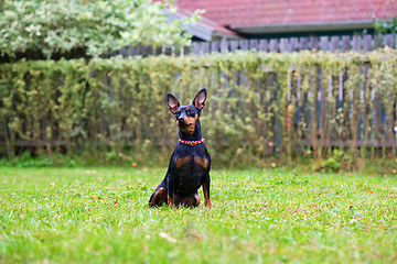 Image showing Portrait of a red miniature pinscher dog