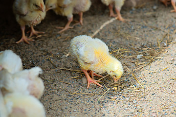 Image showing Little cute chick