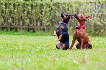 Image showing Portrait of two a miniature pinscher dogs