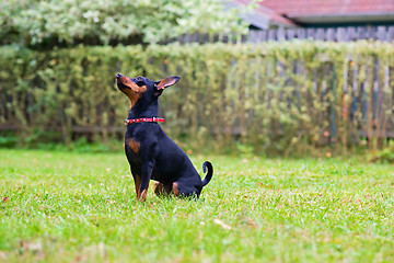 Image showing Portrait of a red miniature pinscher dog