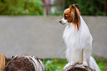 Image showing Portrait of a papillon purebreed dog