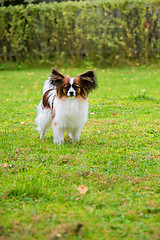 Image showing Portrait of a papillon purebreed dog