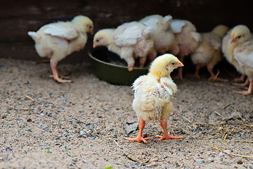 Image showing Little cute chick