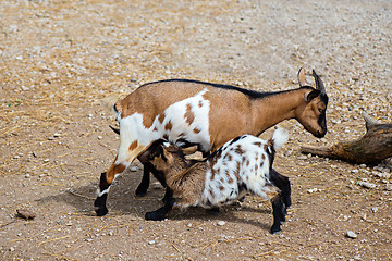 Image showing Goat feeds goatlings