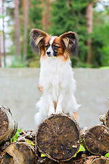 Image showing Portrait of a papillon purebreed dog