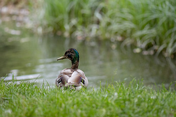 Image showing Mallard duck in city park