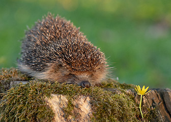 Image showing Young hedgehog in forest