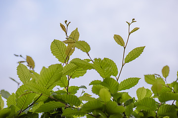 Image showing Green Hedge close-up