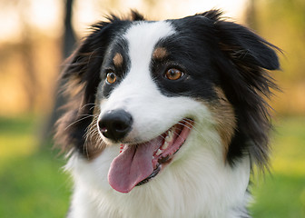 Image showing Australian Shepherd dog at park