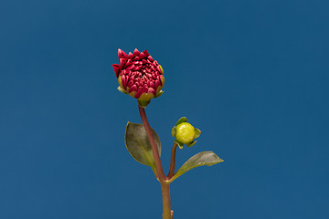 Image showing Blooming flower Dalia