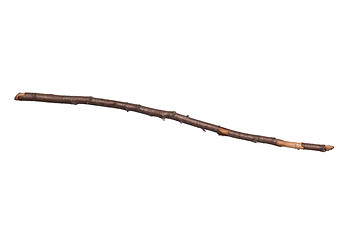 Image showing Dry tree branch on white