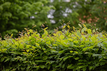 Image showing Green Hedge close-up