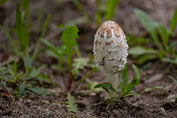 Image showing Mushroom in park