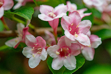 Image showing Bushes of blossoming in park