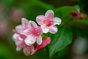 Image showing Bushes of blossoming in park