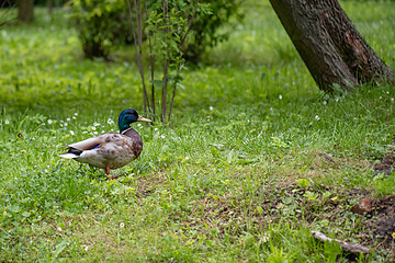 Image showing Mallard duck in city park