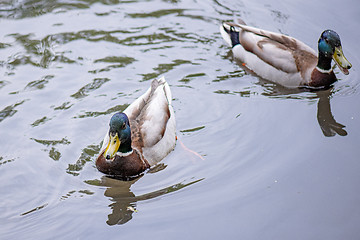 Image showing Mallard duck in city park