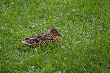 Image showing Mallard duck in city park