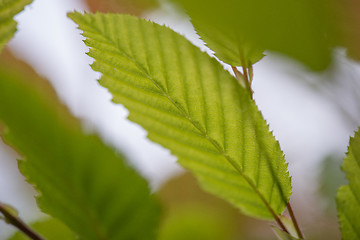 Image showing Green Hedge close-up