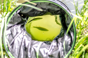 Image showing Fish caught fishing sit in the cage.