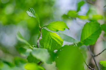 Image showing Spring background, green tree leaves on blurred background