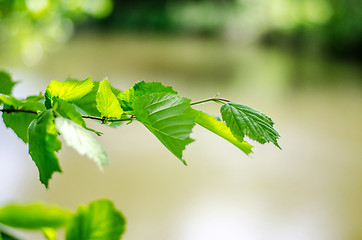 Image showing Spring background, green tree leaves on blurred background