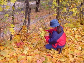 Image showing Fall