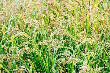 Image showing Millet ripening in field