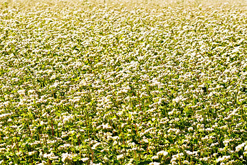 Image showing Buckwheat flowering