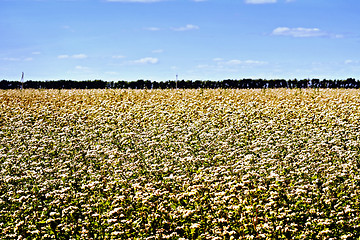 Image showing Buckwheat flowering and sky