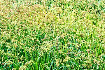 Image showing Field with ripening millet