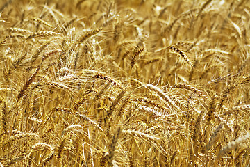 Image showing Grain spikelets on the field