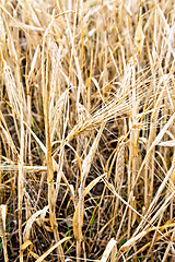 Image showing Barley ripe