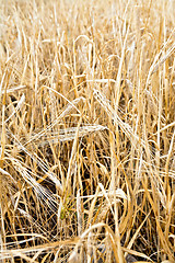 Image showing Barley ripe in the field