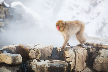 Image showing japanese macaque or snow monkey in hot spring